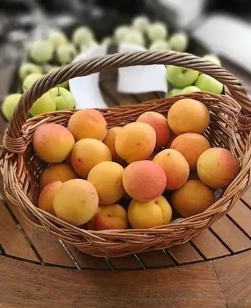 Саджанець Agro-Market Абрикос Флейвор Кот (літній сорт, пізній термін дозрівання) (44000) 1 шт. в упаковці - фото 2
