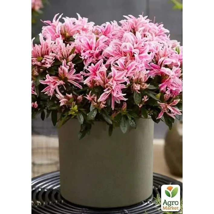 Саженец Agro-Market Азалия Японская Герой паук (Azalea japonica Hero Spider) (181748) 1 шт. в упаковке Нидерланды - фото 2