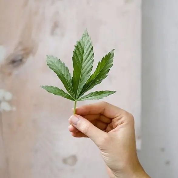 БИО-Шампунь твердый для блеска и ускорения роста волос Конопля и Бузина Logona 60 г - фото 2