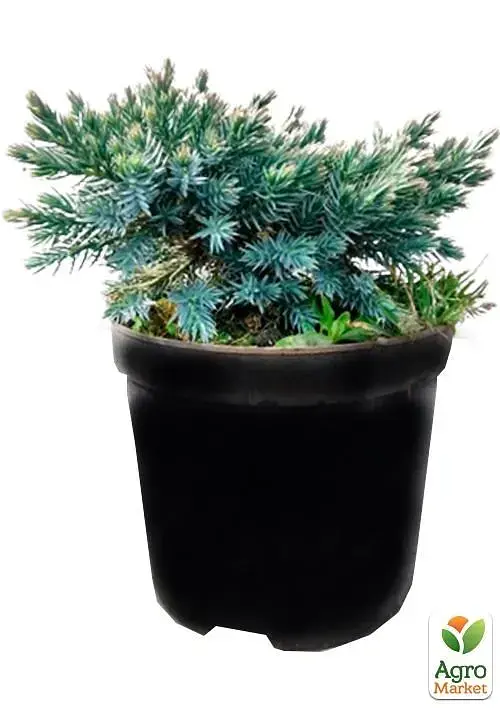 Саджанець Agro-Market Ялівець лускатий 3-річний Blue Star С2 діаметр 15-20 см 1 шт. в упаковці (138764) - фото 4