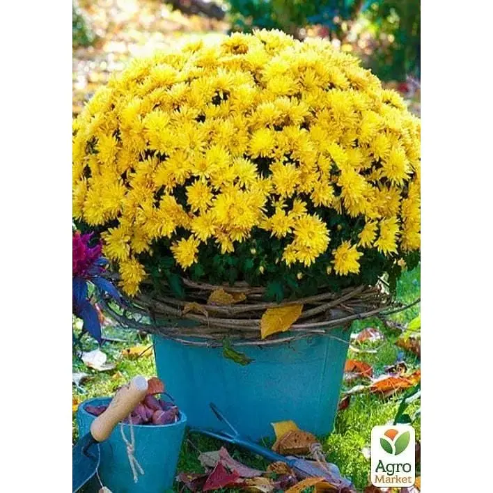 Саженец Agro-Market Хризантема мультифлора шаровидная Staviski Yellow (101625) 1 шт. в упаковке - фото 2