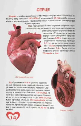 Велика книжка. Анатомія людини - Олег Зав'язкин - фото 5