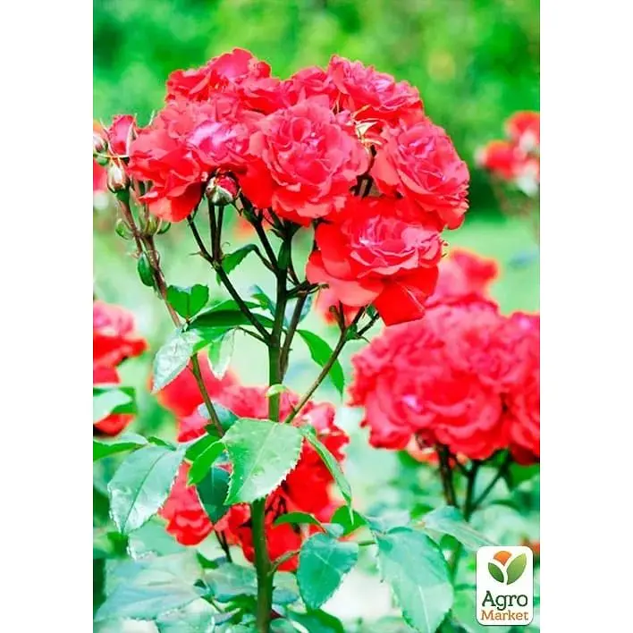 Саджанець Agro-Market Троянда дрібноквіткова (спрей) Ruby Star (клас АА +) вищий сорт (37228) 1 шт. - фото 3