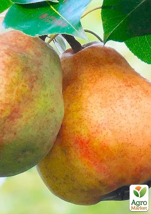 Саджанець Agro-Market Груша Киргизька (зимовий сорт, пізній термін дозрівання) 1 шт. в упаковці (40016) - фото 2