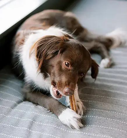Натуральні ласощі для зубів собак WHIMZEES Dental Treats Stix M 1 шт. - фото 2