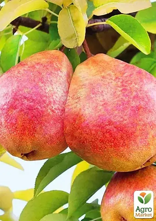 Саженец Agro-Market Груша Китайский Фонарик (зимний сорт, поздний срок созревания) 1 шт. в упаковке (177710) - фото 2