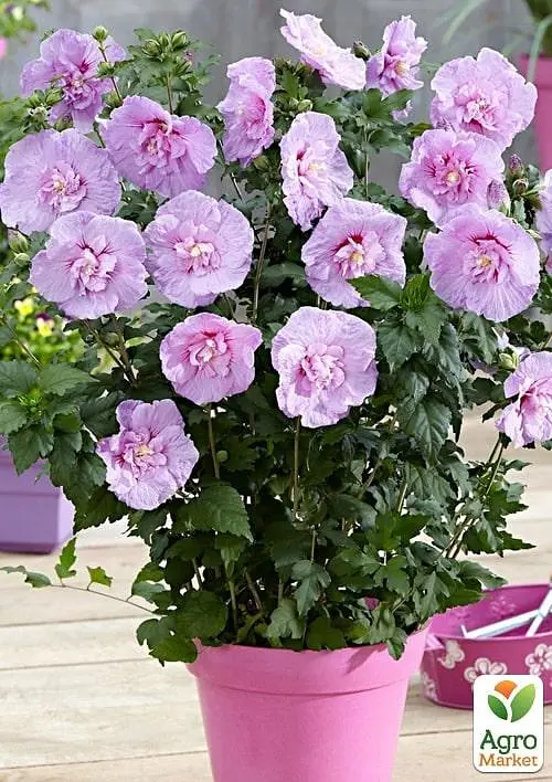Саженец Agro-Market Гибискус сирийский Lavender Chiffon С2, высота 20-40 см (62131) - фото 3