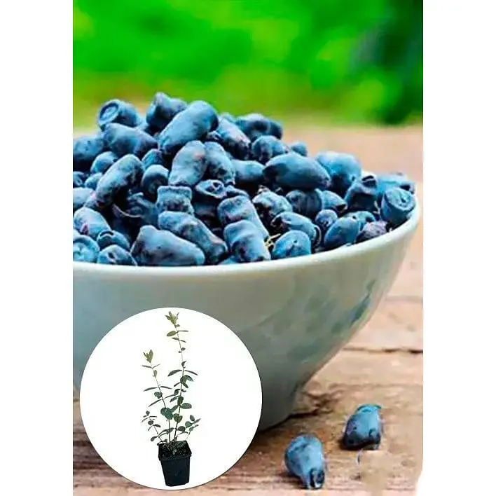 Саджанець Agro-Market Жимолость Морена (ранній термін дозрівання, ягоди з куща не обсипаються) 1 шт. в упаковці (43974) - фото 2