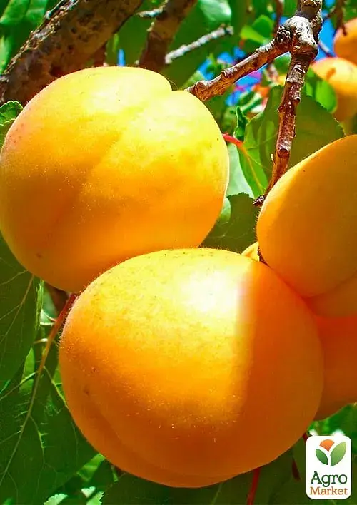 Саженец Agro-Market Абрикос Шалах ананасовый (летний сорт, ранний срок созревания) 1 шт. в упаковке (15757) - фото 2