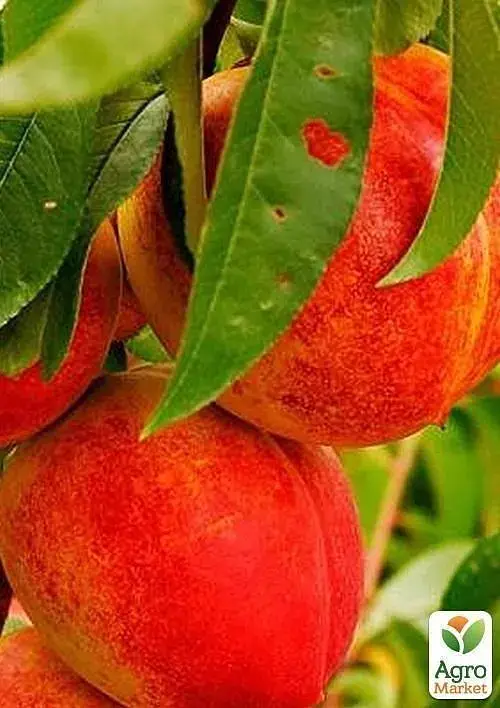 Саджанець Agro-Market Нектарин Ред Голд (лисий персик, літній сорт, середній термін дозрівання) 1 шт. в упаковці (21366) - фото 4