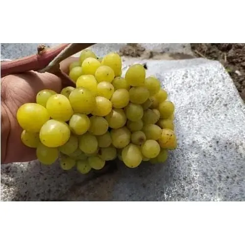 Саджанець Agro-Market Виноград Бажена (дуже ранній термін дозрівання, великі грона масою до 1500г) 1 шт. в упаковці (20038) - фото 3