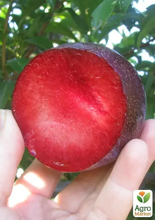 Саджанець Agro-Market Слива Бербанк гігант (літній сорт, середній термін дозрівання) 1 шт. в упаковці (49602) - фото 2
