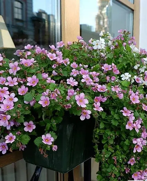 Бакопа Agro-Market Mega Copa Pink Ампельна 1 саджанець в упаковці - фото 2