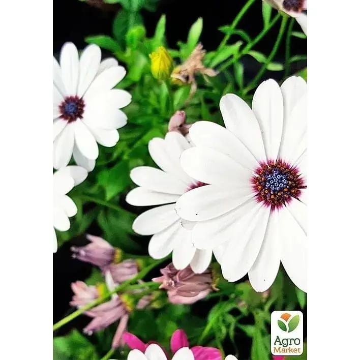 Саженец Agro-Market Остеоспермум Margarita White (178531) 1 шт. в упаковке - фото 2