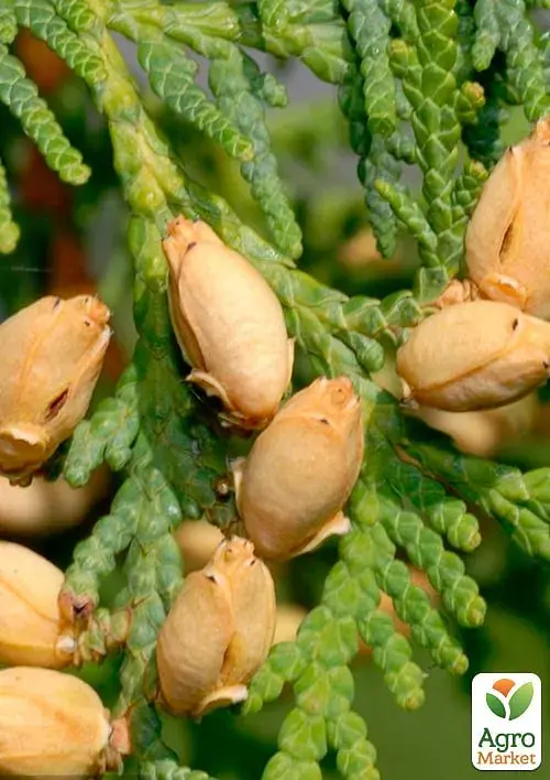 Саженец Agro-Market Туя западная Spiralis С5 высота 60-70 см 1 шт. в упаковке (176865) - фото 3