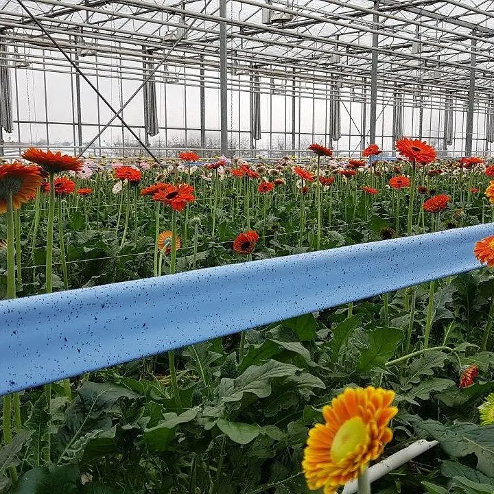 Синьо-жовта клейова пастка Roll 30х100см Yellow/Blue - фото 2