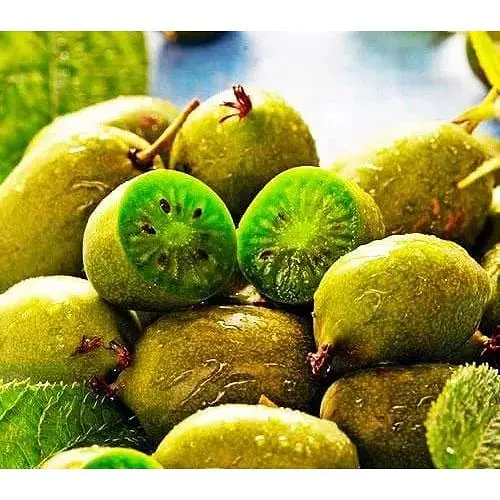 Саджанець Agro-Market Актинідія Римма (міні-ківі, морозостійкий сорт, пізній термін дозрівання) 1 саджанець (24594) - фото 2