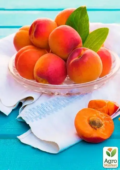 Саженец Agro-Market Абрикос Робада (летний сорт, ранний срок созревания) 1 шт. в упаковке (39862) - фото 3