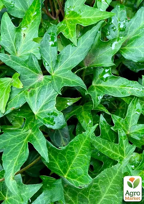 Саженец Agro-Market Плющ вечнозеленый садовый узколистный Sagittaefolia С2 высота 25-50см (177036) - фото 2