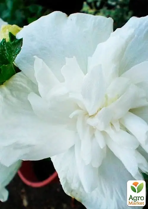Саженец Agro-Market Гибискус деревовидный махровый White Chiffon (48796) - фото 2