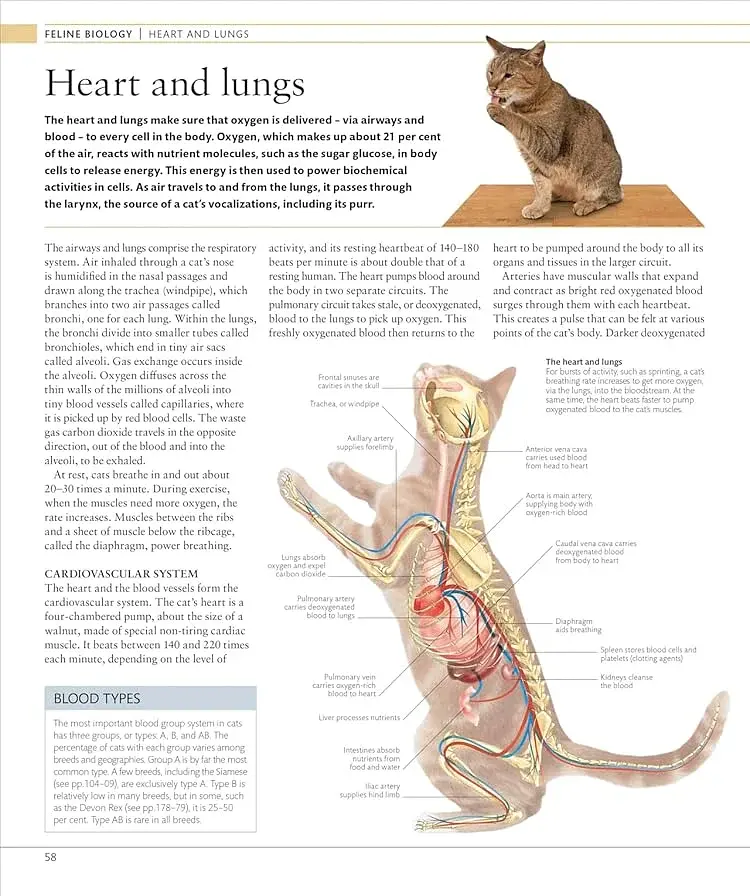 The Cat Encyclopedia - фото 8