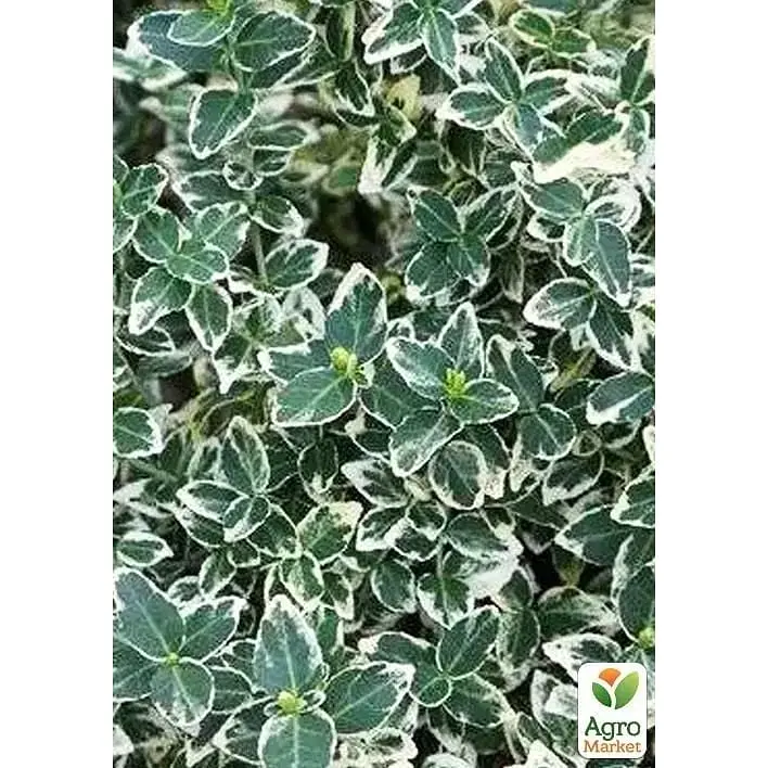 Саженец Agro-Market Бересклет на штамбе Emeral Gaiety (декоративный морозостойкий сорт) (136959) 1 шт. - фото 2