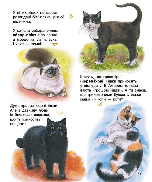 Коти. Енциклопедія дошкільника - Юлія Каспарова - фото 7