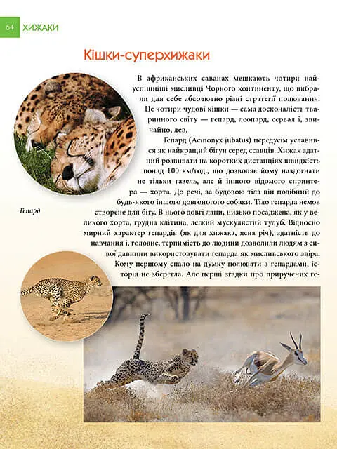 Енциклопедія для допитливих А5 : Хижаки (Українська, 01 КРЕЙДОВАНИЙ ) - Андрій Гапченко - фото 8