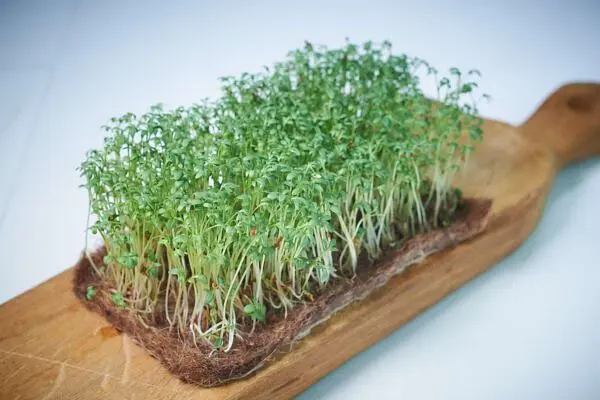 Килимок кокосовий EuroCocos для мікрозелені 10 х 20 см  5 шт. - фото 5