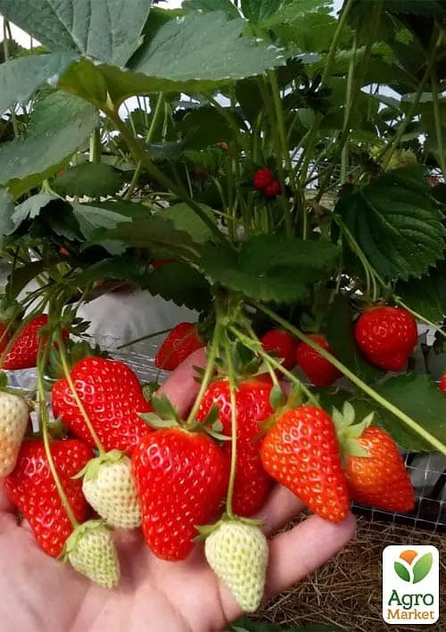 Саженец Agro-Market Клубника садовая ремонтантная Murano укорененная в контейнере 1 шт. в упаковке (182796) - фото 2