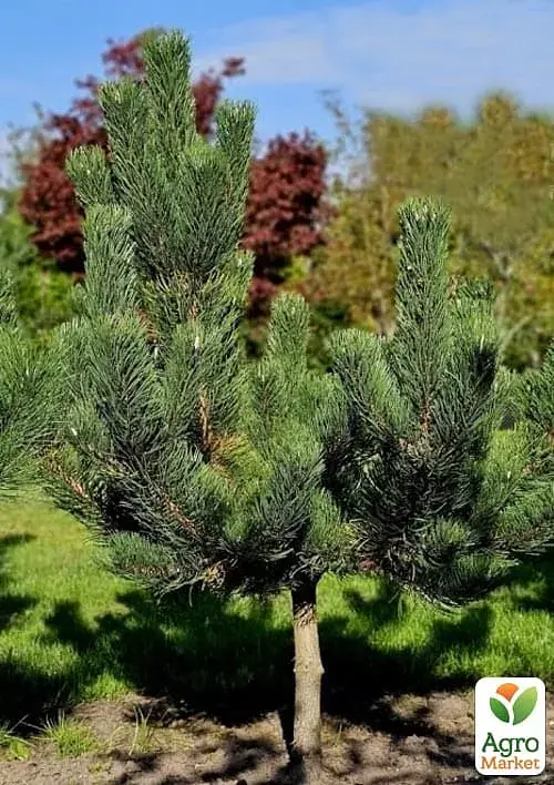 Саженец Agro-Market Сосна черная Oregon Green С7.5 высота 50-60 см 1 шт. в упаковке (183031) - фото 3