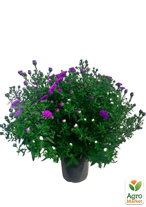 Саженец Agro-Market Астра ново-бельгийская Henry I Purple (С1,5 высота 20-30см) (105531) - фото 2