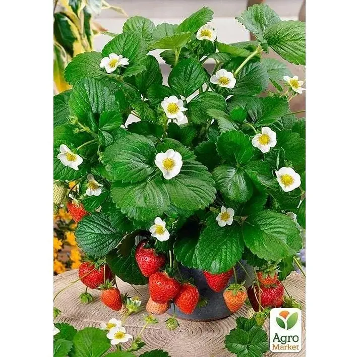 Саджанець Agro-Market Полуниця Ампельна Домашній делікатес (ремонтантний, ранній, солодкий сорт) (179036) 1 шт. - фото 4