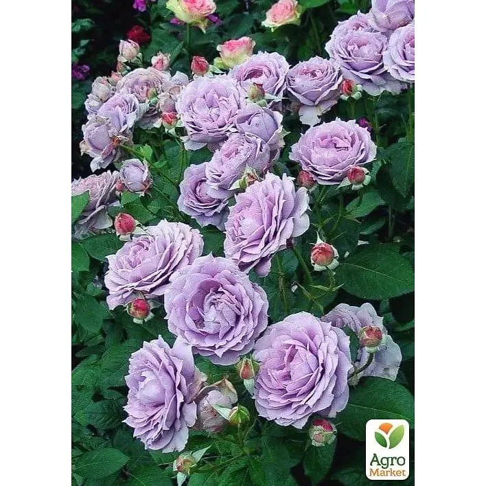Троянда флорибунда Agro-Market Novalis саджанець класу АА+ 1 шт. в контейнері (180854) - фото 3