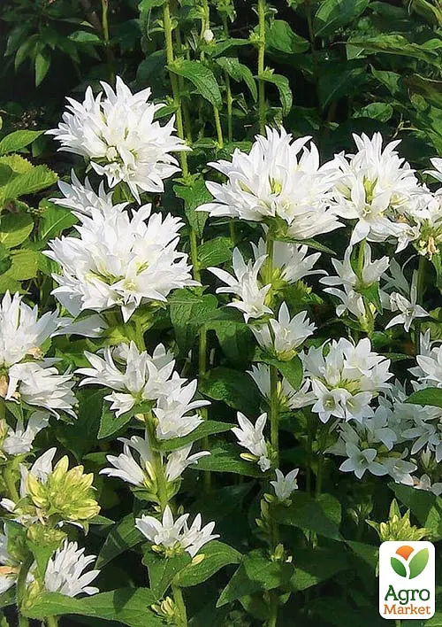 Колокольчик скученный "Bellefleur White" (морозостойкий, обильно цветущий многолетник) (189577) 1 шт - фото 2