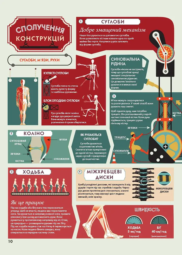 Крутезна інфографіка : Анатомія - фото 10