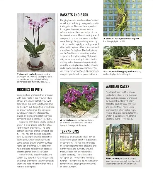 Grow Orchids. Essential Know-how and Expert Advice for Gardening Success - Andrew Mikolajski - фото 7