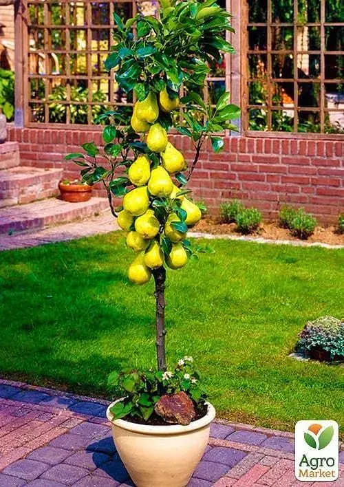 Саджанець Agro-Market Груша колоновидна Сапфіра Ексклюзив 1 шт. в упаковці (20986) - фото 2