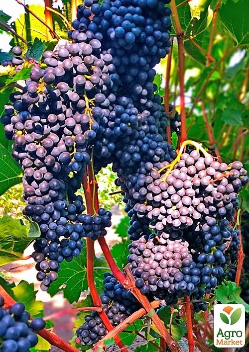 Саджанець Agro-Market Виноград Красень (винний, ранньо-середній термін дозрівання) 1 шт. в пакуванні (178130) - фото 2