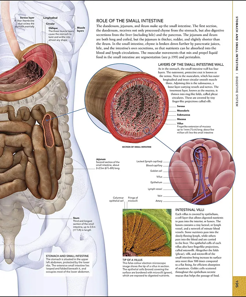 The Human Body Book - фото 11