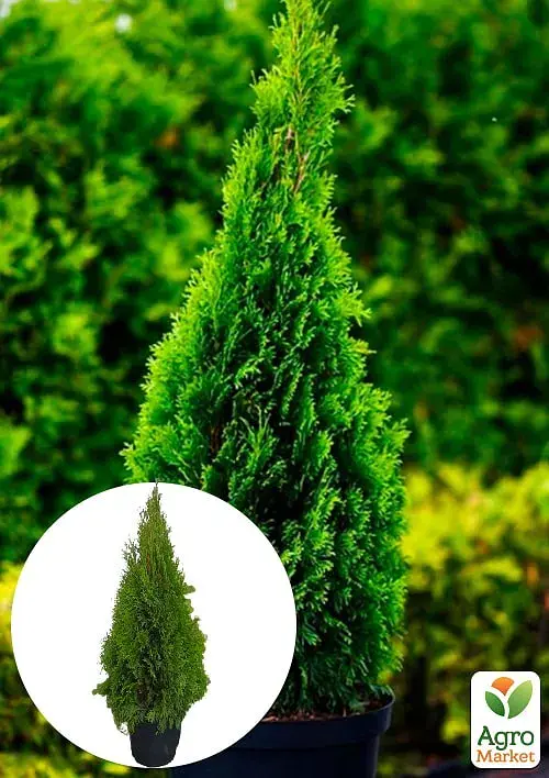 Саджанець Agro-Market Туя західна Smaragd (ком/сітка) висота 120-140 см 1 шт. в упаковці (175609) - фото 2