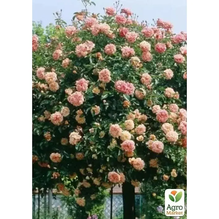 Троянда плетиста Agro-Market Papi Delbard саджанець класу АА+ вищий сорт 1 шт. в упаковці (181183) - фото 2