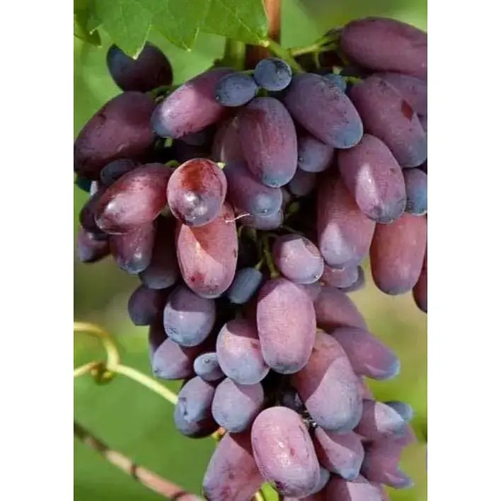 Саженец Agro-Market Виноград КарМаКод (ранний срок созревания) 1 шт. в упаковке (20048) - фото 3