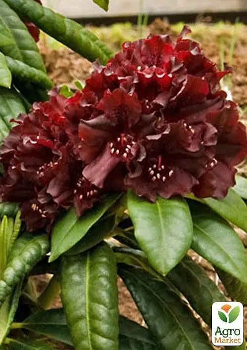 Саджанець Agro-Market Рододендрон низькорослий вічнозелений Блек Відо (Black Widow) (51826) - фото 3