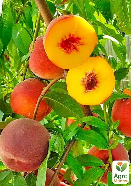 Саджанець Agro-Market Персик Даймонд принцес (великоплідний, середньопізній термін дозрівання) 1 шт. в упаковці (180473) - фото 3