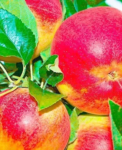 Саджанець Agro-Market Яблуня Чемпіон (Ранньозимовий сорт) (25647) 1 шт. в упаковці - фото 2
