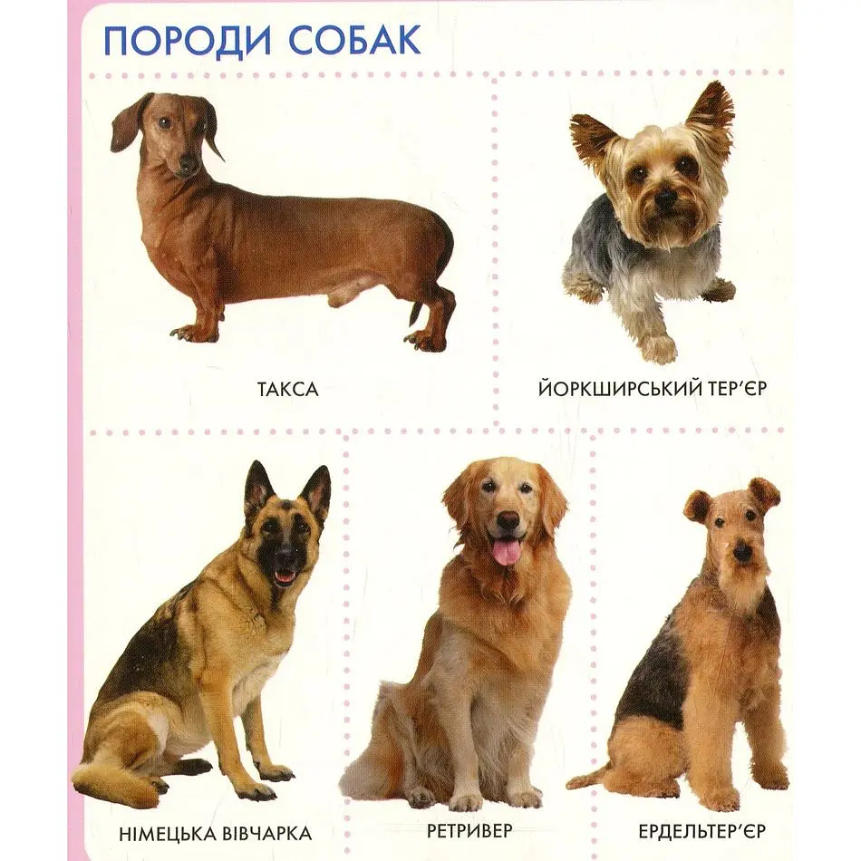 Книга Перо Моя перша книжка Тварини (119529) - фото 6
