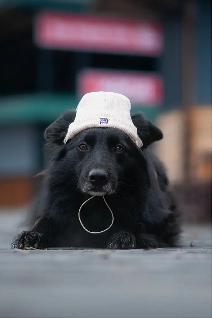 Шапка для собак Hat-Dog бежева (L) - фото 4