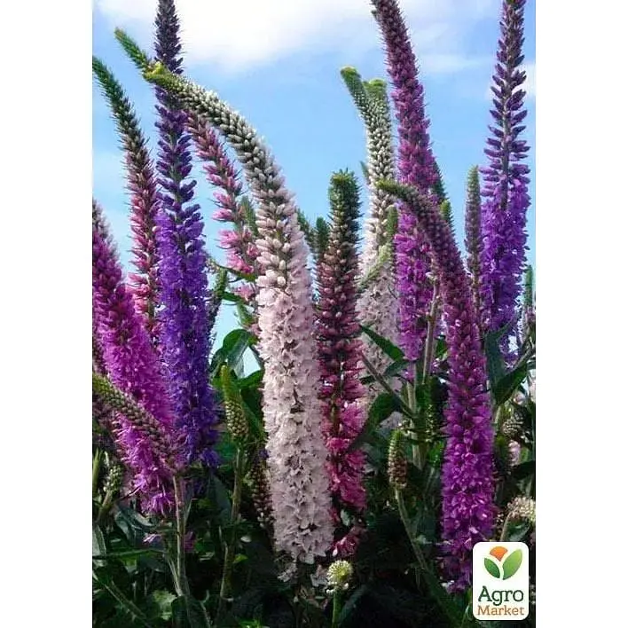 Саджанець Agro-Market Вероніка Колосиста Christa (99175) 1 шт. в упаковці - фото 2
