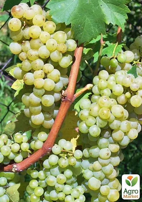 Саджанець Agro-Market Виноград Гечеї Заматош (винний сорт, ранній термін дозрівання, мускатний аромат) 1 шт. в пакуванні (178123) - фото 2